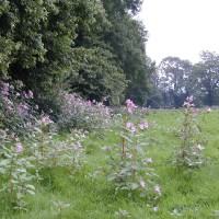 Himalayan Balsam